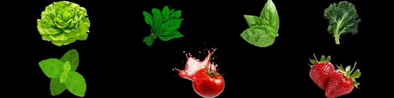 Aquaponics Pros And Cons: Simple Step-By-Step Guide 2 lettuce strawberry tomato