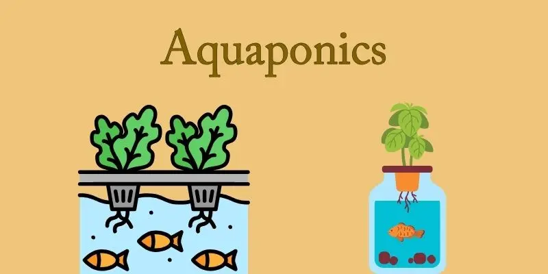 Aquaponics Pros And Cons: Simple Step-By-Step Guide 1 aquaponic