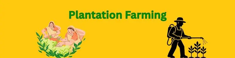 Types Of Agriculture Farming: A Complete, Modern Guide For Every Farmer 3 plantation farming