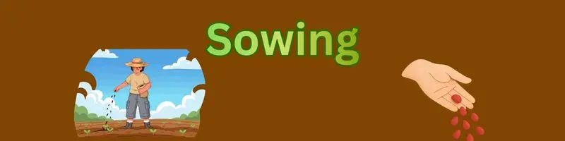 Types Of Agriculture Farming: A Complete, Modern Guide For Every Farmer 4 sowing