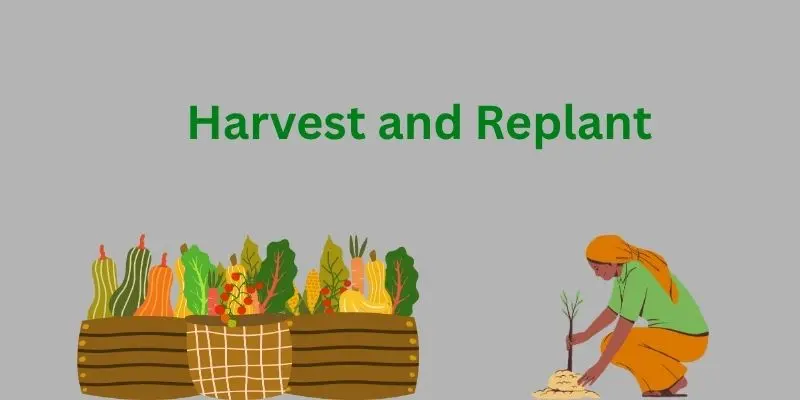 arvest and replant