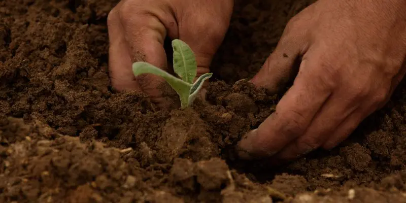 The Importance Of Soil Preparation For Planting 3 Beige and Green Illustrative 4 Ways to Maintain Soil Fertility Poster 16