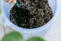 How to Fertilize Soil Before Planting: A Step-by-Step Guide for Healthy Crops