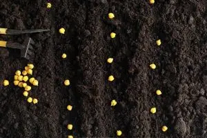 The Importance of Soil Preparation for Planting