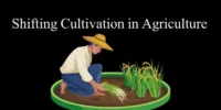 Shifting Cultivation in Agriculture: Complete Steps and Cycle
