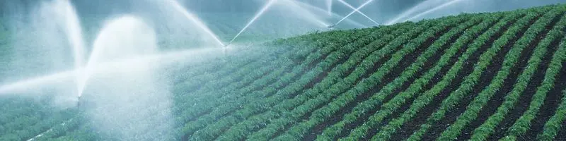 &Quot;Smart Water Conservation In Farming For A Better Future&Quot; 5 Water efficient crops