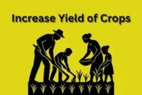 How to Increase Yield of Crops: The Complete Guide for Modern Farmers