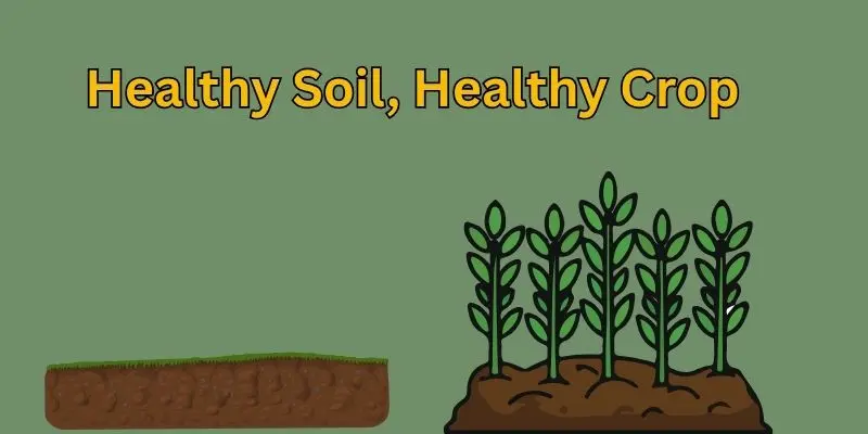 Agricultural Practices That Increase Crop Yields 1 healty soil and healthy crop