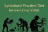 Agricultural Practices That Increase Crop Yields - Post Thumbnail