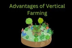 What Are the Advantages of Vertical Farming
