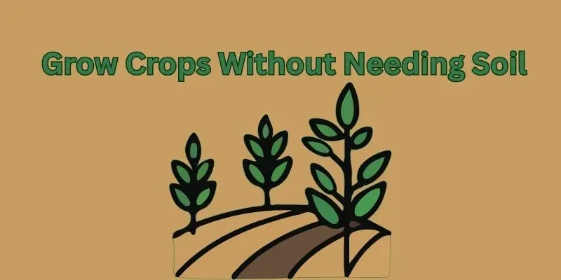 grow crops without soil