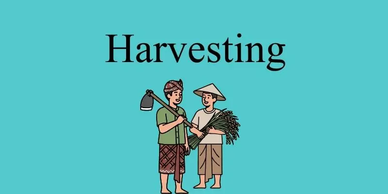 harvesting