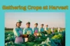 Gathering Crops at Harvest: Complete Guide for Farmers to Maximize Yield and Profit - Post Thumbnail