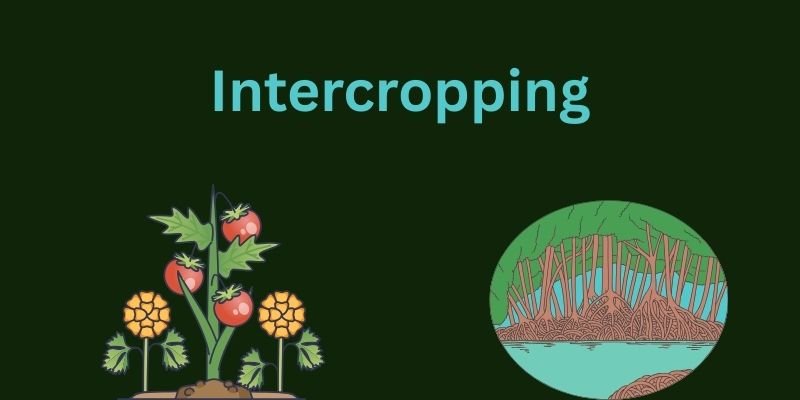 Old Farming Methods: How Ancient Techniques Built The Future Of Agriculture 1 intercropping