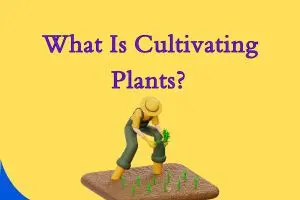 What Is Cultivating Plants? Rare Insights Into Nature’s Most Powerful Practice