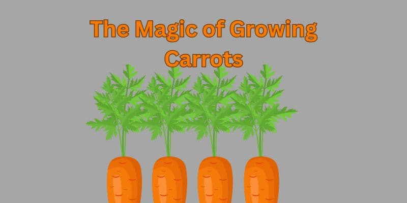 Grow Carrots From The Heart – A Beginner’s Guide To Sweet, Homegrown Joy 1 magic f grwing carrt