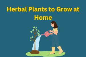 Herbal Plants to Grow at Home: Create a Healing Sanctuary in Your Space