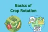 Basics of Crop Rotation – Improve Soil Health and Boost Yields Naturally - Post Thumbnail