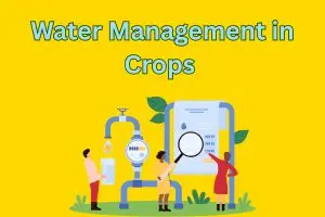 Water Management in Crops – Nurture Every Drop, Grow with Purpose