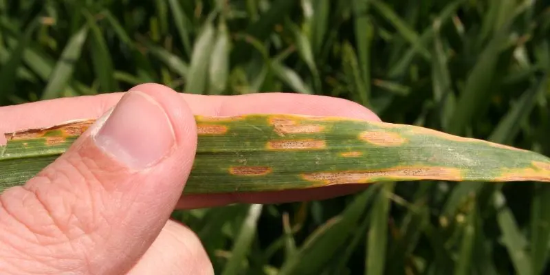 Disease-Resistant Crops – Protect Your Harvest, Secure Your Future 1 diesease resitant crop