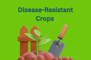 Disease-Resistant Crops – Protect Your Harvest, Secure Your Future