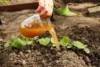 Organic Crop Care .Grow Pure, Harvest with Heart - Post Thumbnail