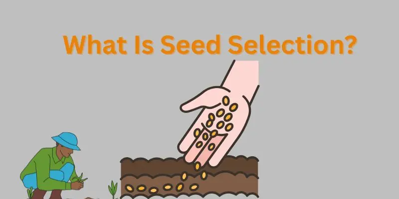 Seed Selection: The First Decision That Shapes Your Entire Harvest 1 seed slection