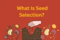 Seed Selection: The First Decision That Shapes Your Entire Harvest