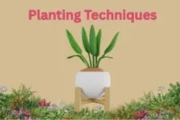Planting Techniques: The Foundation of Every Successful Harvest