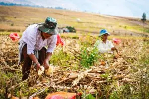 Harvesting Methods: Preserving the Fruits of Labor with Precision and Care
