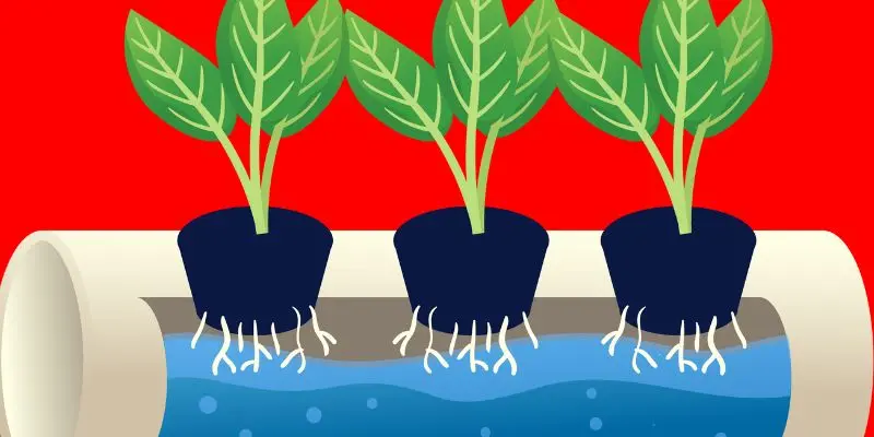 No Soil, No Problem: Discover The Magic Of Hydroponic Growing 1 hydroponic