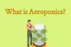 Grow Food Without Soil: Discover the Life-Changing Power of Aeroponics - Post Thumbnail