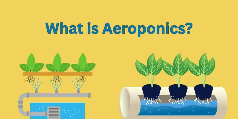 Grow Food Without Soil: Discover The Life-Changing Power Of Aeroponics 1 Green Orange Illustrative Why Email Marketing is Important Presentation 300 x 200 px 800 x 400 px 800 x 200 px 300 x 200 px 800 x 400 px 300 x 200 px 800 x 400 px 2025 05 25T091310.26