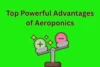 Powerful Advantages of Aeroponics - Post Thumbnail