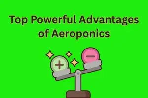 Powerful Advantages of Aeroponics