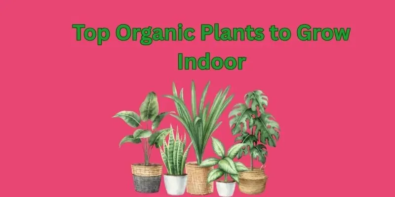 Indoor Organic Garden. Grow A Healthier, Happier Life At Home 1 organic plant to grow