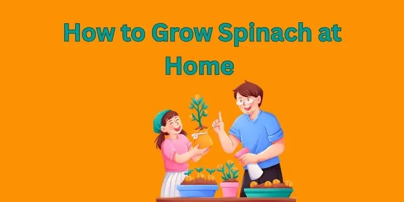 How To Grow Spinach At Home .Step-By-Step Guide To Fresh, Healthy Greens 1 spinash at home