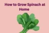 How to Grow Spinach at Home .Step-by-Step Guide to Fresh, Healthy Greens - Post Thumbnail