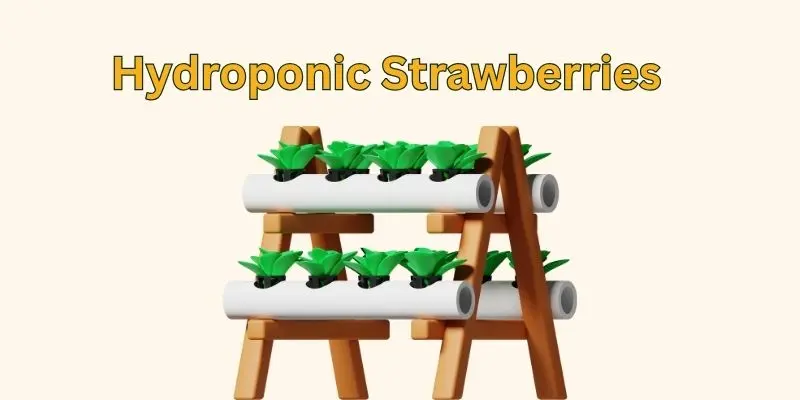 How Are Hydroponic Strawberries Grown? 1 hydrophonis trawberry