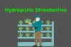 How Are Hydroponic Strawberries Grown? - Post Thumbnail