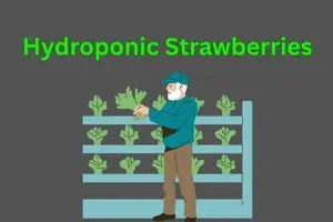 How Are Hydroponic Strawberries Grown?