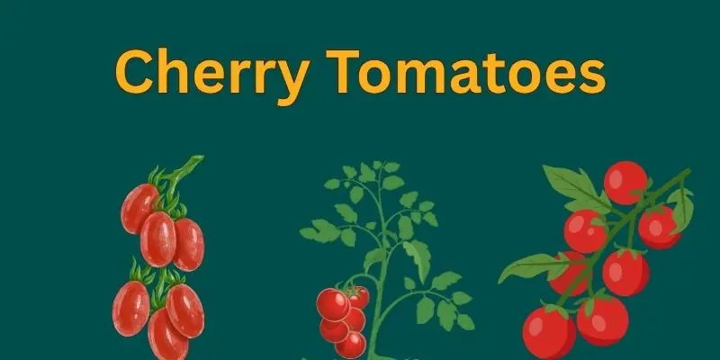 What Vegetables Grow Best Indoors .A Beginner’s Guide 1 cherry tomatoes