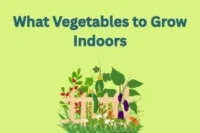 What Vegetables to Grow Indoors. Fresh Food Without a Garden!