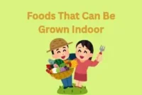 Foods That Can Be Grown Indoors .Fresh, Fast, and Pesticide-Free