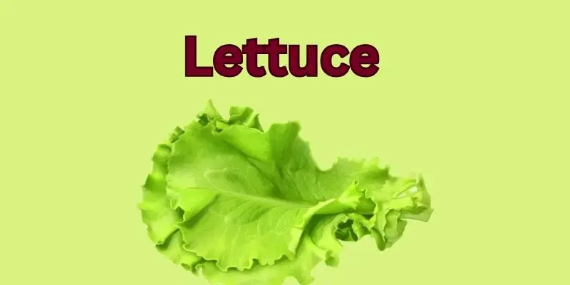 Easiest Foods To Grow Indoors. Freshness At Your Fingertips 1 lettuce