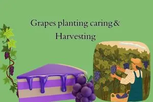 Growing Grapes: A Complete Guide to Planting, Caring, and Harvesting