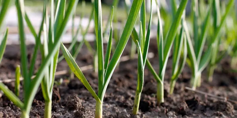 Growing Garlic: Types To Planting, Caring, And Harvesting 1 Green Orange Illustrative Why Email Marketing is Important Presentation 300 x 200 px 800 x 400 px 800 x 200 px 300 x 200 px 800 x 400 px 300 x 200 px 800 x 400 px 5