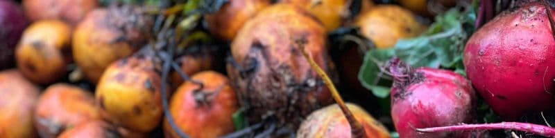 Growing Beets: From Planting Seeds To Storing Harvests 2 Green Orange Illustrative Why Email Marketing is Important Presentation 300 x 200 px 800 x 400 px 800 x 200 px 300 x 200 px 800 x 400 px 300 x 200 px 800 x 400 px 800 x 200 px 800 1