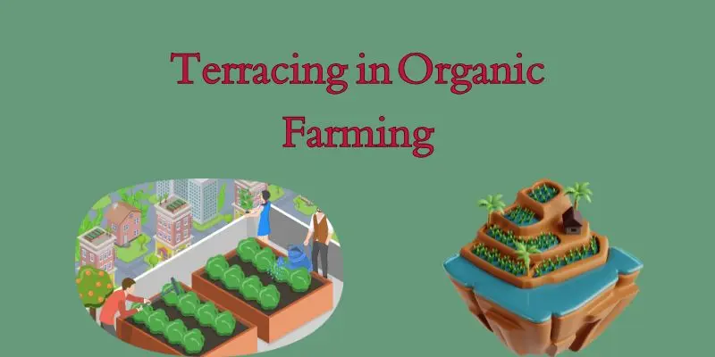Terracing In Organic Farming: A Sustainable Solution For Soil Health And Crop 1 Green Orange Illustrative Why Email Marketing is Important Presentation 300 x 200 px 800 x 400 px 800 x 200 px 300 x 200 px 800 x 400 px 300 x 200 px 800 x 400 px 800 x 200 px 800 10 1