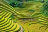 Terracing in Organic Farming: A Sustainable Solution for Soil Health and Crop - Post Thumbnail